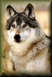 Wolf picture